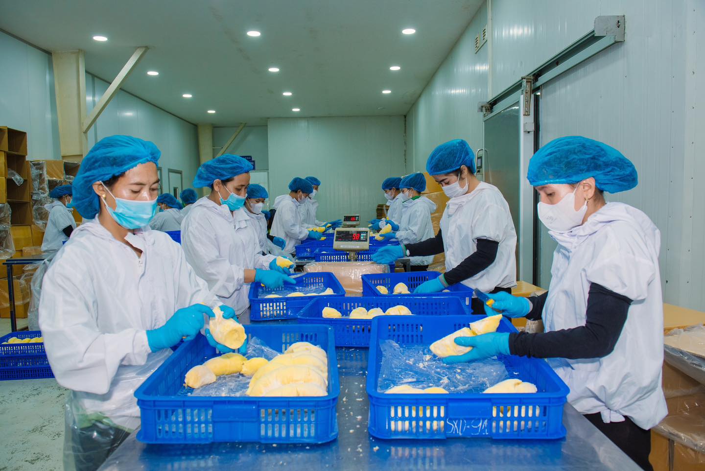 Đại sứ Tredene Cherie Dobson và các lãnh đạo sở ban ngành và các chuyên gia của New Zealand tham quan khu sản xuất rau củ quả của BMGF.