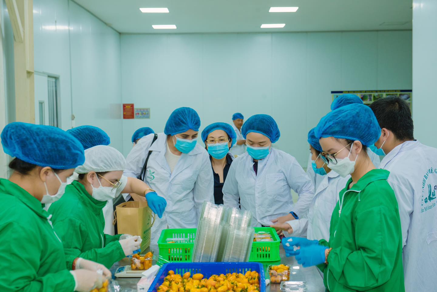 Đại sứ Tredene Cherie Dobson và các lãnh đạo sở ban ngành và các chuyên gia của New Zealand tham quan khu sản xuất rau củ quả của BMGF.